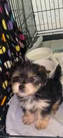 Max, a male Yorkshire Terrier for sale in Opelousas, LA – 2 of 3