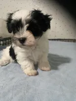 Piper, a female Yorkshire Terrier for sale in Opelousas, LA – 4 of 6