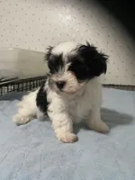 Piper, a female Yorkshire Terrier for sale in Opelousas, LA – 6 of 6