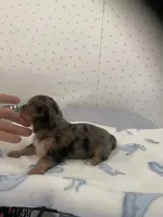 Molly, a female Yorkshire Terrier for sale in Opelousas, LA – 1 of 4