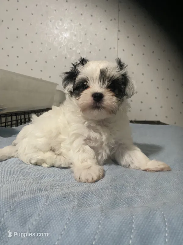 Pippa – Yorkshire Terrier puppy for sale in Opelousas, LA