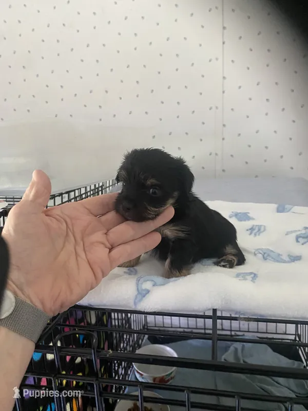 Maggie – Yorkshire Terrier puppy for sale in Opelousas, LA