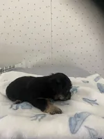 Maggie, a female Yorkshire Terrier for sale in Opelousas, LA – 3 of 6