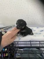 Maggie, a female Yorkshire Terrier for sale in Opelousas, LA – 5 of 6