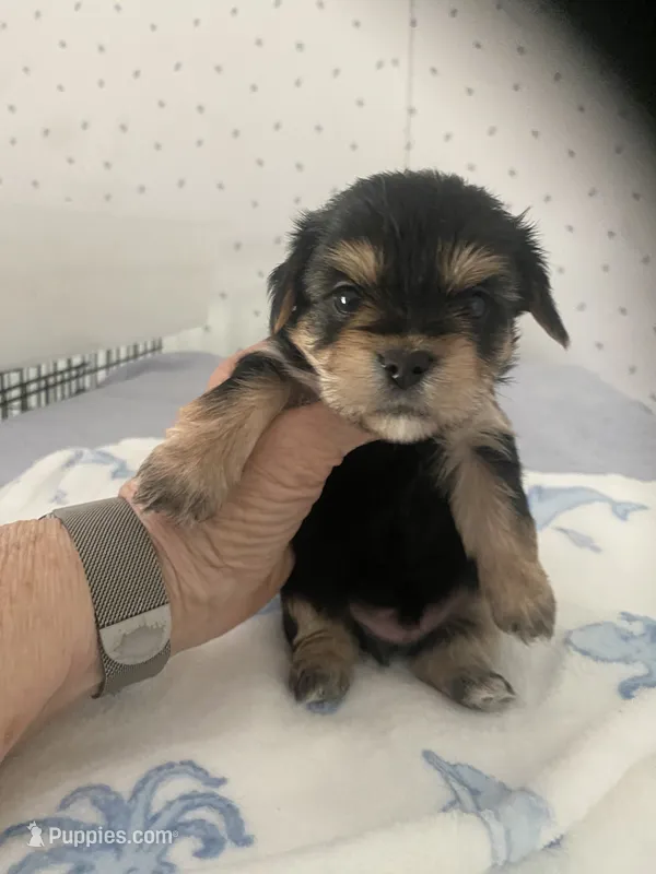 Max – Yorkshire Terrier puppy for sale in Opelousas, LA