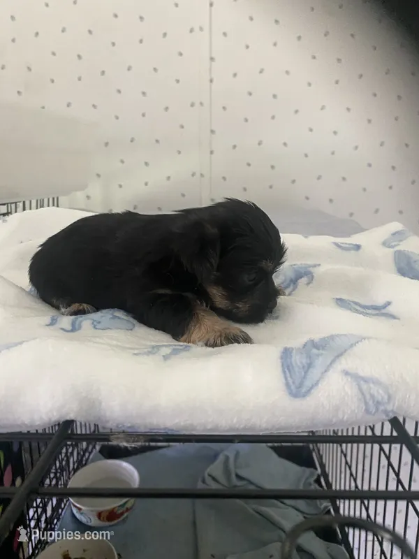 Maggie – Yorkshire Terrier puppy for sale in Opelousas, LA