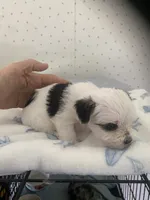 Patty, a female Yorkshire Terrier for sale in Opelousas, LA – 2 of 4