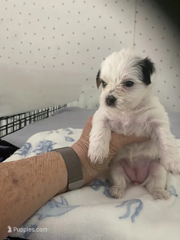 Patty – Yorkshire Terrier puppy for sale in Opelousas, LA