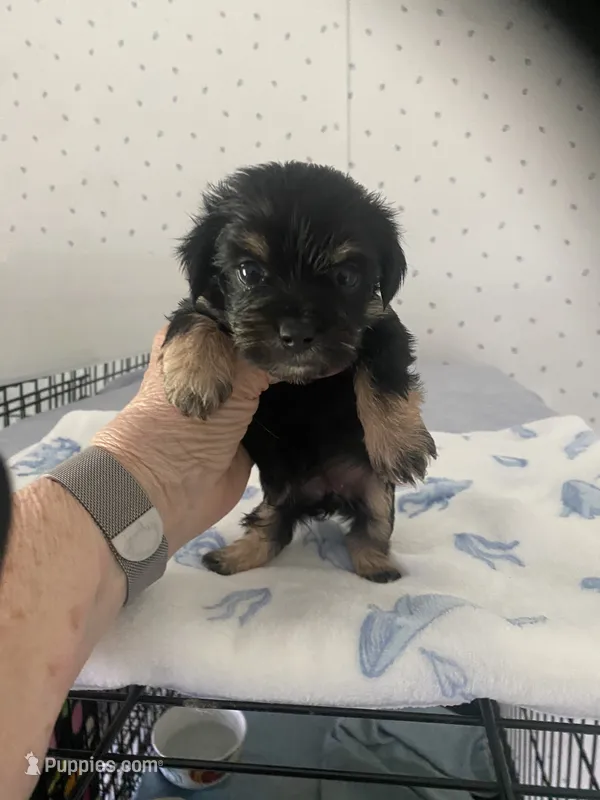 Maggie – Yorkshire Terrier puppy for sale in Opelousas, LA