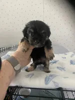 Maggie, a female Yorkshire Terrier for sale in Opelousas, LA – 1 of 6