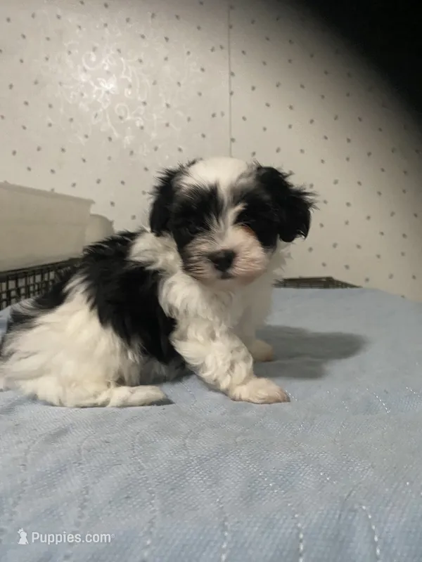 Piper – Yorkshire Terrier puppy for sale in Opelousas, LA
