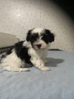 Piper, a female Yorkshire Terrier for sale in Opelousas, LA – 1 of 6