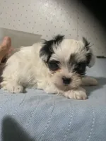 Pippa, a female Yorkshire Terrier for sale in Opelousas, LA – 4 of 7