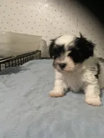 Piper, a female Yorkshire Terrier for sale in Opelousas, LA – 2 of 6
