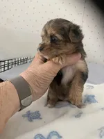 Molly, a female Yorkshire Terrier for sale in Opelousas, LA – 2 of 4