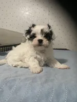 Pippa, a female Yorkshire Terrier for sale in Opelousas, LA – 3 of 7