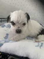 Patty, a female Yorkshire Terrier for sale in Opelousas, LA – 4 of 4