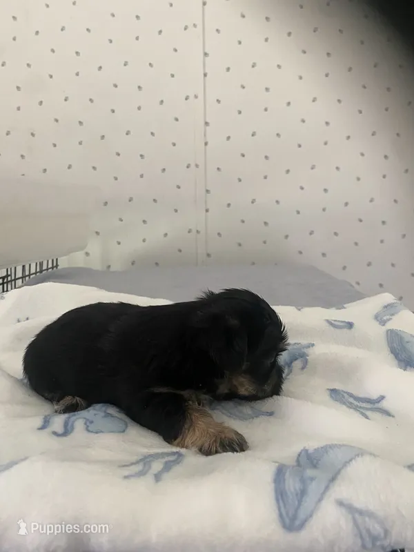 Maggie – Yorkshire Terrier puppy for sale in Opelousas, LA