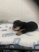Max, a male Yorkshire Terrier for sale in Opelousas, LA – 2 of 3