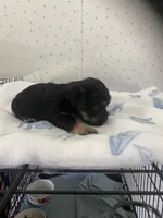 Maggie, a female Yorkshire Terrier for sale in Opelousas, LA – 3 of 5