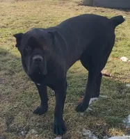 Bowzer, a male Cane Corso for sale in Middlebury, IN – Photo 1 of 2