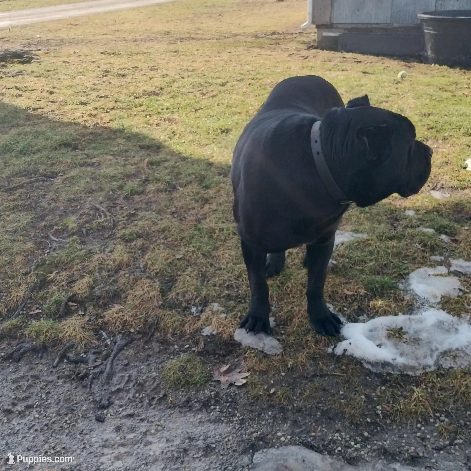 Bowzer, a male Cane Corso for sale in Middlebury, IN – Photo 2 of 2