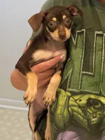 Ruby, a female Chihuahua for sale in Frankfort, NY – 3 of 4