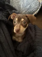 Ruby, a female Chihuahua for sale in Frankfort, NY – 2 of 4