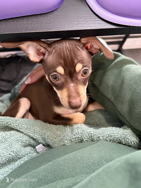 Ruby – Chihuahua puppy for sale in Frankfort, NY