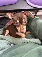 Ruby, a female Chihuahua for sale in Frankfort, NY – 1 of 4