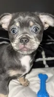Rocky, a male Chihuahua and Pekingese for sale in Columbus, OH – 1 of 5