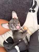 Rocky, a male Chihuahua and Pekingese for sale in Columbus, OH – 4 of 5