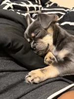 Rocky, a male Chihuahua and Pekingese for sale in Columbus, OH – 5 of 5
