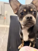 Rocky, a male Chihuahua and Pekingese for sale in Columbus, OH – 3 of 5