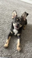 Rocky, a male Chihuahua and Pekingese for sale in Columbus, OH – 2 of 5
