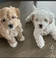 Lacey, a female Maltipoo for sale in Okahumpka, FL – 2 of 8