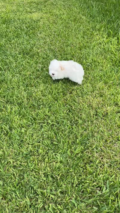 Lacey, a female Maltipoo for sale in Okahumpka, FL – 6 of 8
