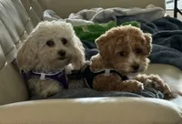 Lacey, a female Maltipoo for sale in Okahumpka, FL – 4 of 8