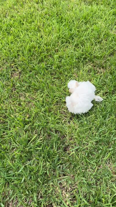 Lacey, a female Maltipoo for sale in Okahumpka, FL – 8 of 8
