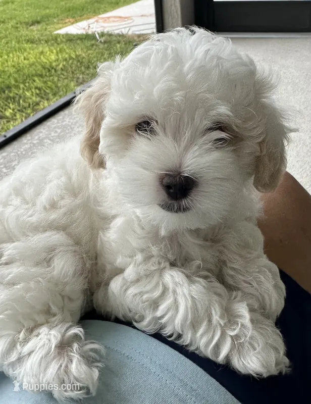 Lacey – Maltipoo puppy for sale in Okahumpka, FL