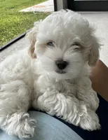 Lacey, a female Maltipoo for sale in Okahumpka, FL – 1 of 8
