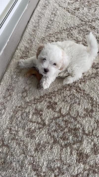 Lacey, a female Maltipoo for sale in Okahumpka, FL – 7 of 8