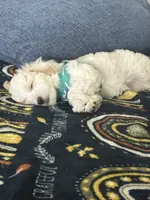 Lacey, a female Maltipoo for sale in Okahumpka, FL – 5 of 8