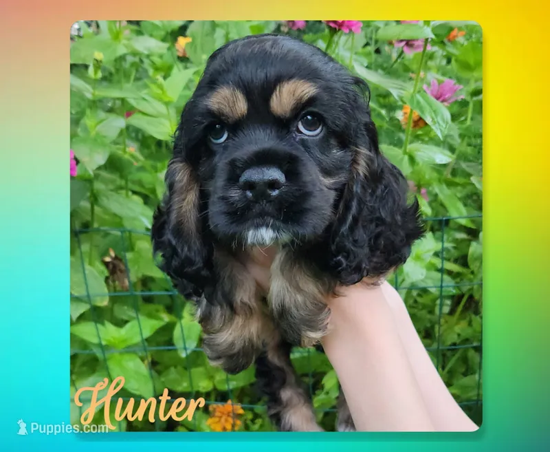 Hunter – Cocker Spaniel puppy for sale in Beloit, WI