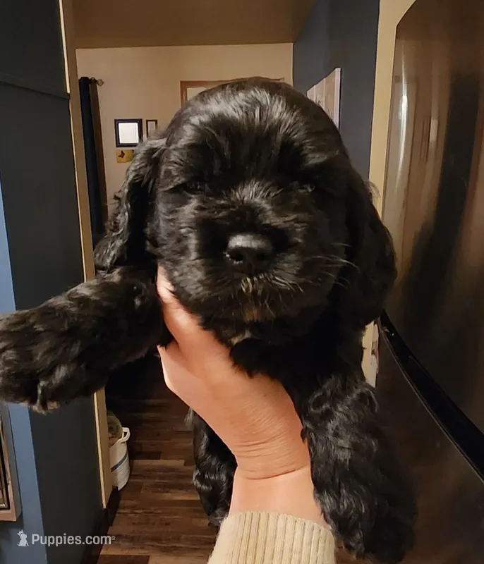 Delani – Cocker Spaniel puppy for sale in Beloit, WI