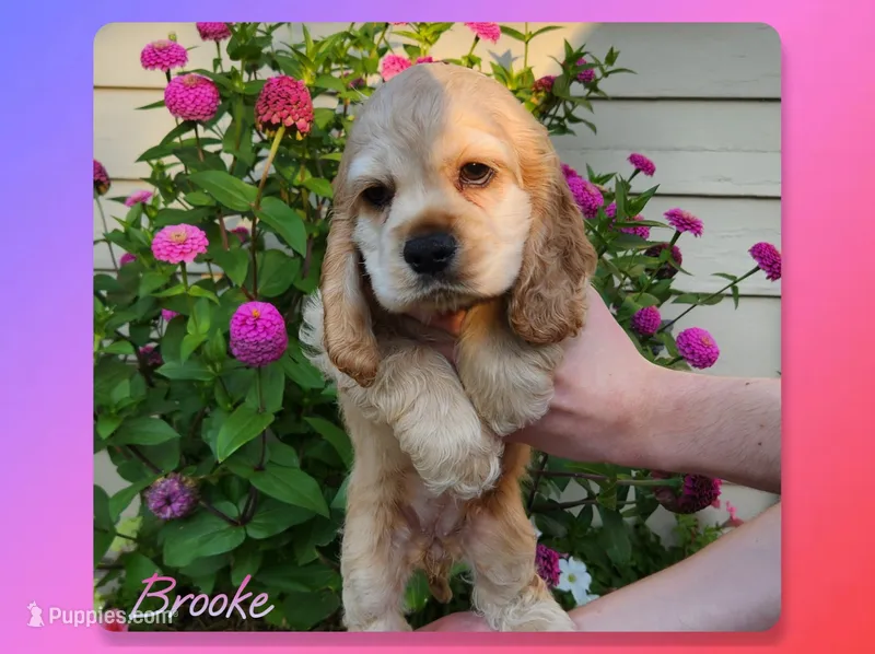 Brooke – Cocker Spaniel puppy for sale in Beloit, WI