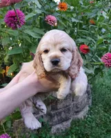 Brooke, a female Cocker Spaniel for sale in Beloit, WI – 7 of 8
