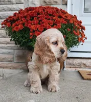 Brooke, a female Cocker Spaniel for sale in Beloit, WI – 2 of 8