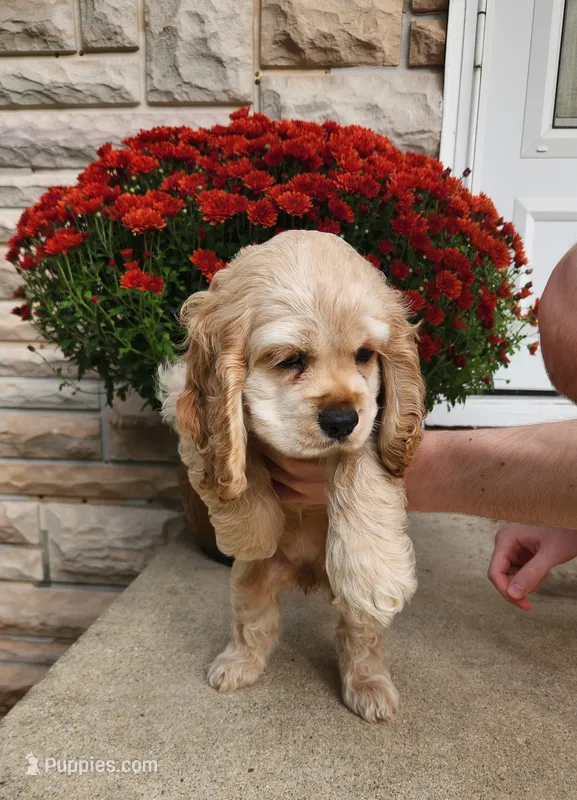 Brooke – Cocker Spaniel puppy for sale in Beloit, WI