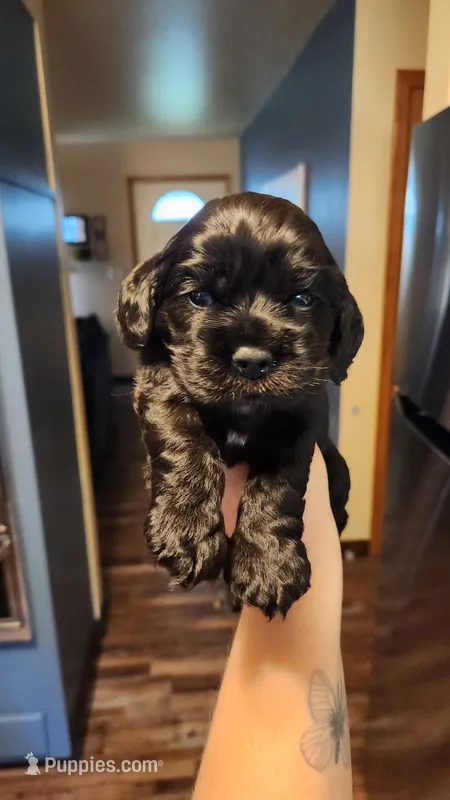 Uriah – Cocker Spaniel puppy for sale in Beloit, WI